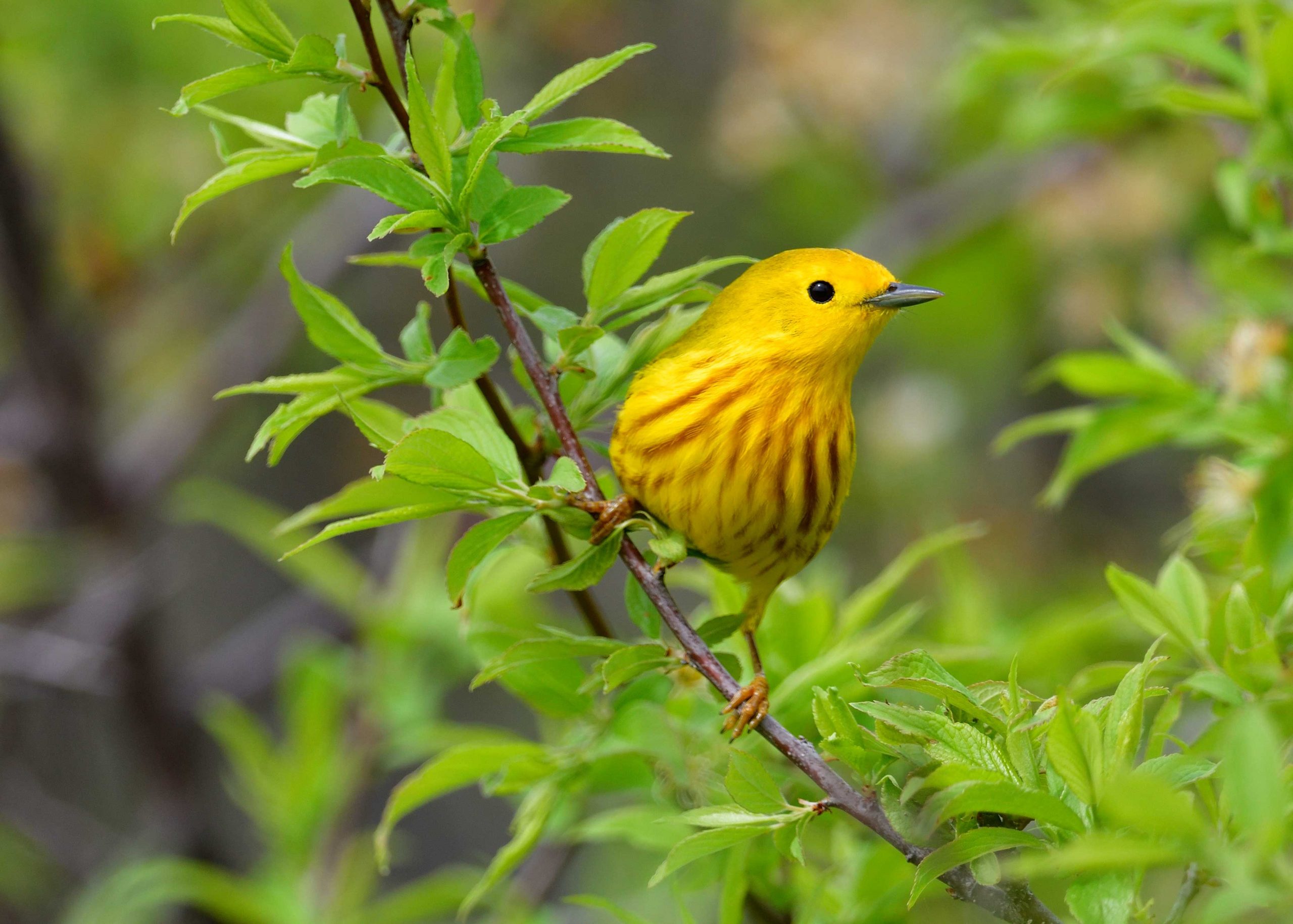 What Birds are Migrating Across North Tx This Week