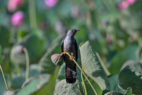 What Birds are Migrating Now Uk