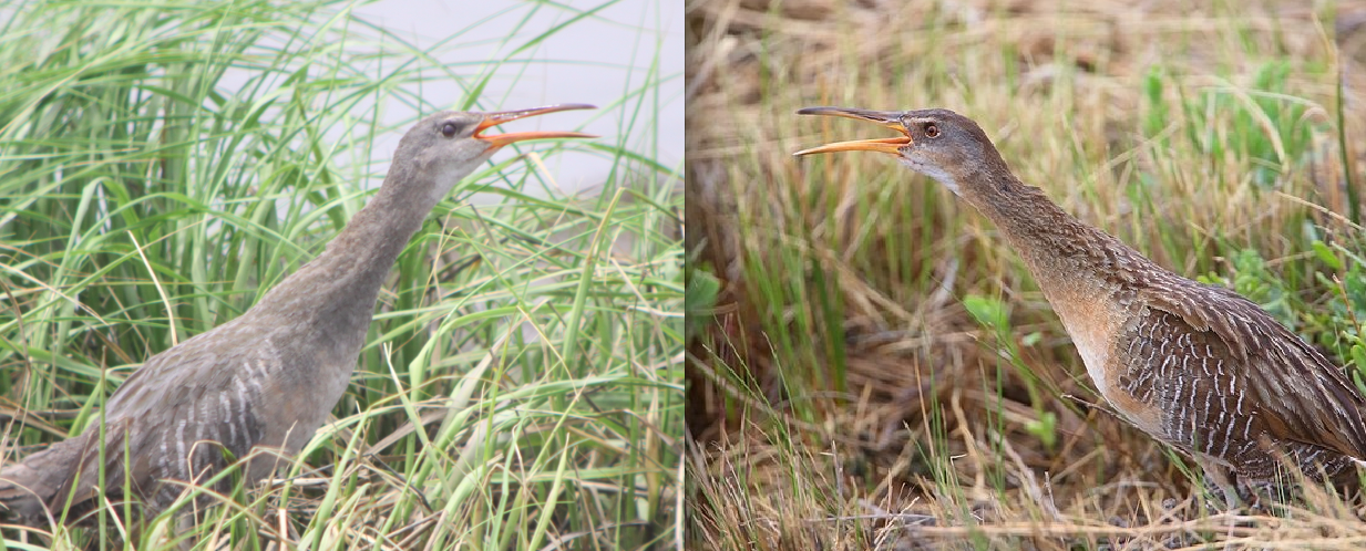 What Birds are Similar to Rails in Behavior
