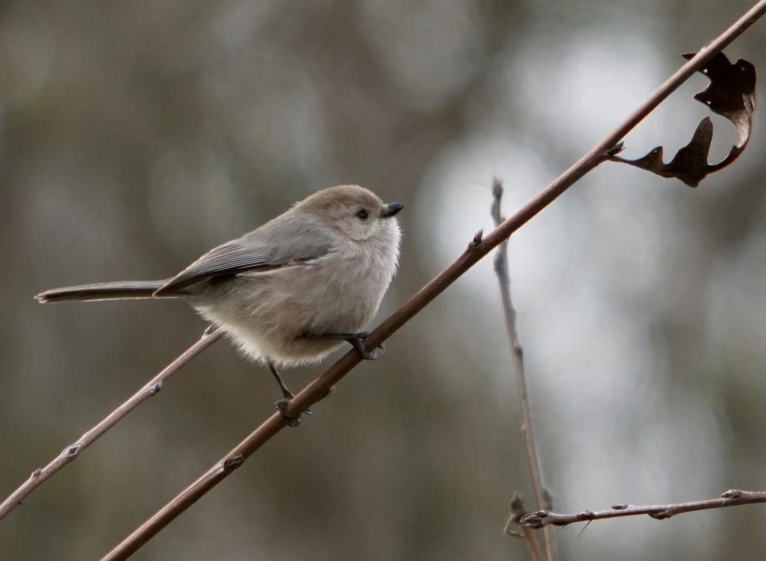 What Birds Don'T Migrate Tits