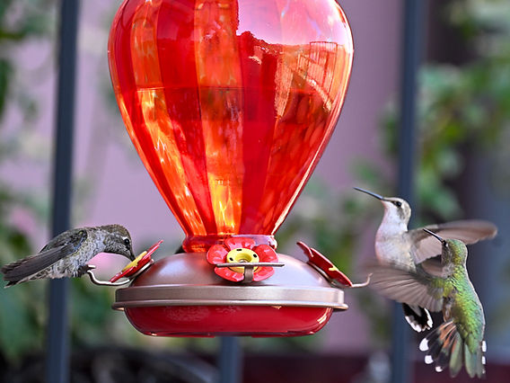 What Birds Feed at Hummingbird Feeders