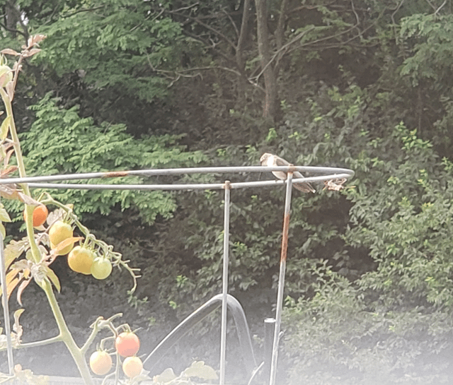 What Birds Like to Eat Tomatoes at the Feeder