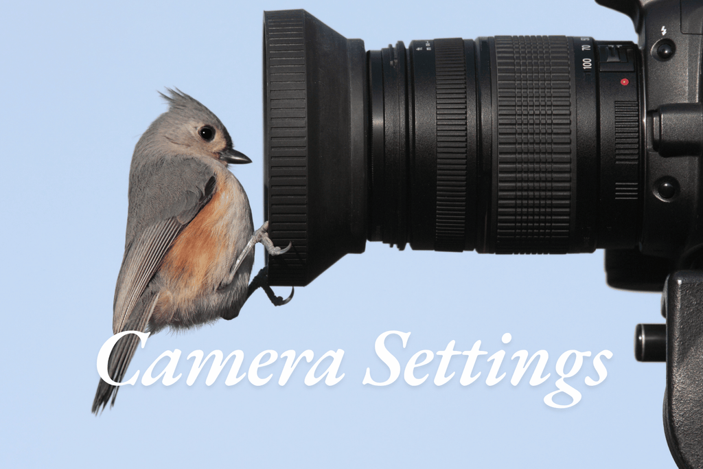 What Camera is Best for Photography of Birds in Flight