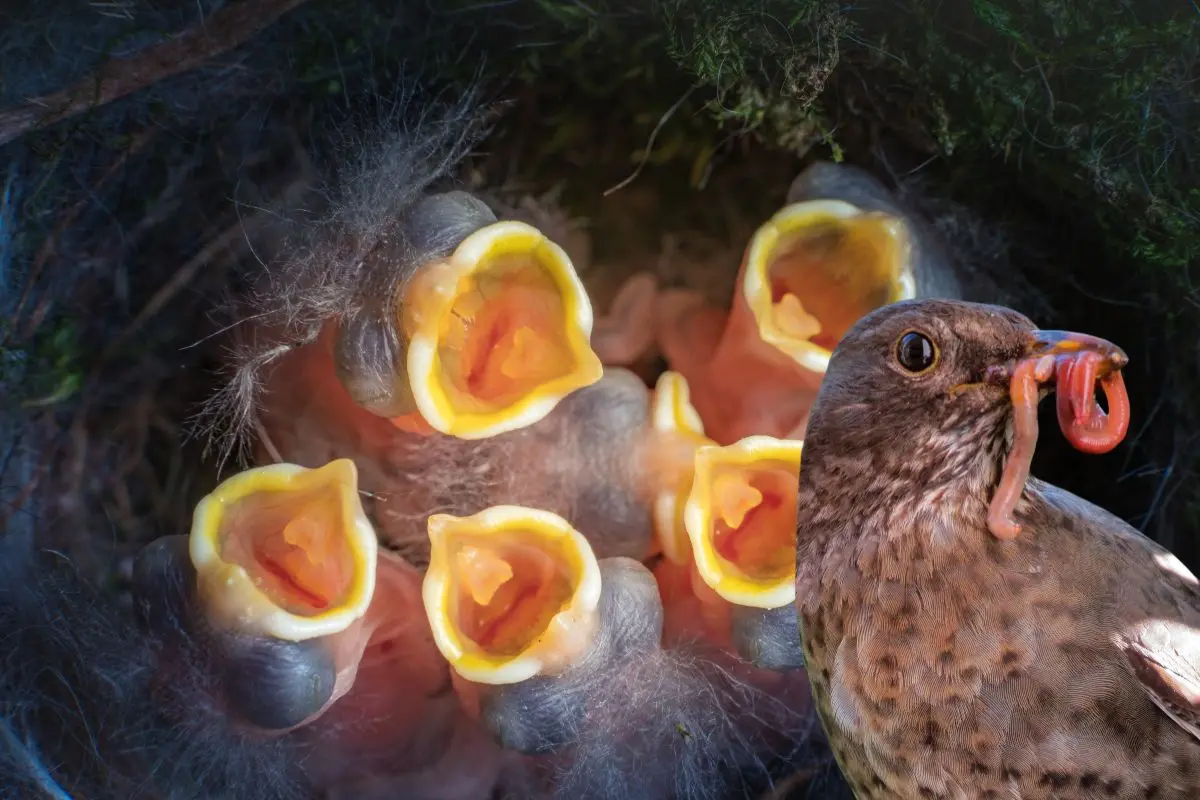 What Can I Feed Baby Birds in a Nest