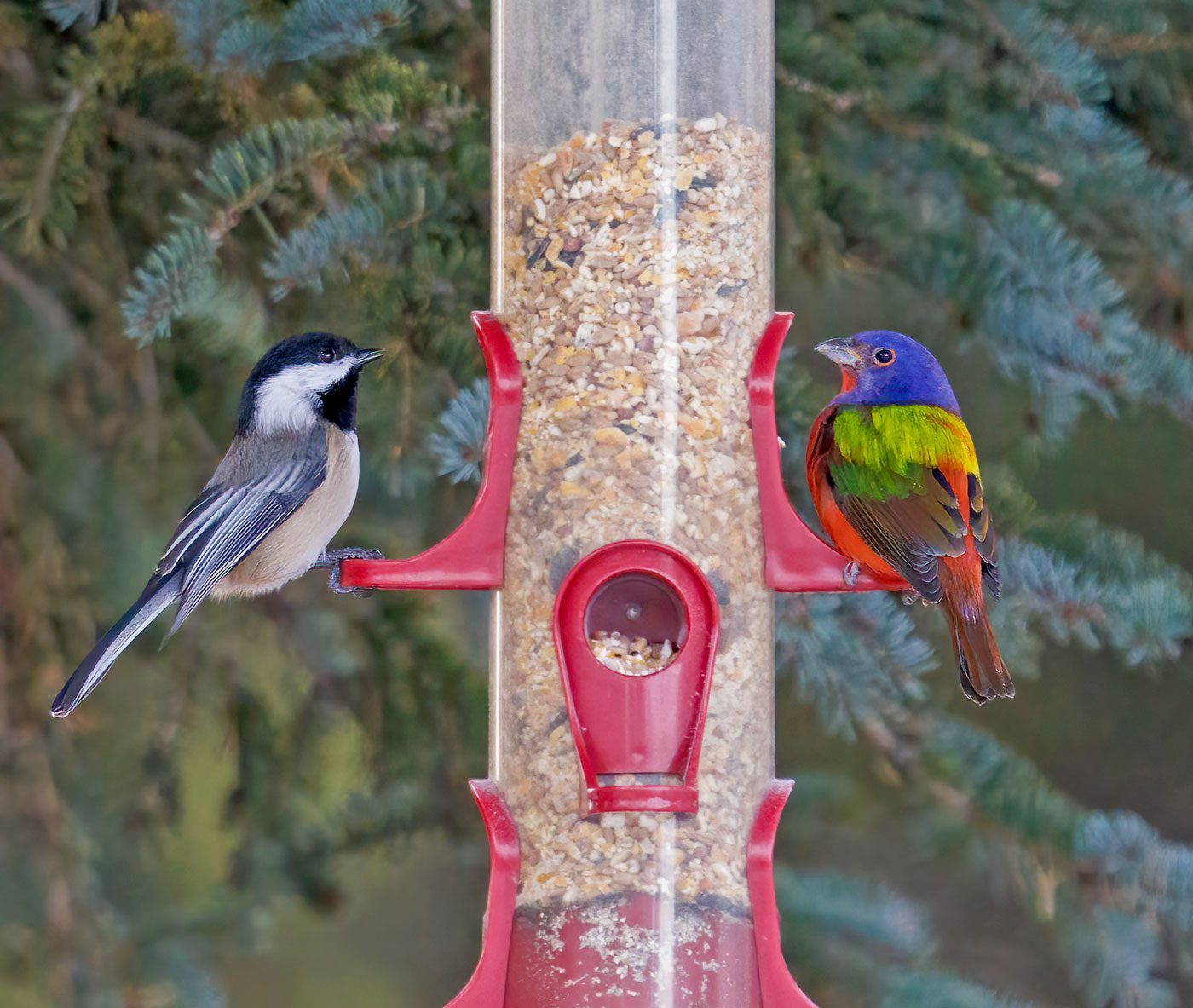 What Can I Feed the Birds That Won'T Attract Starlings