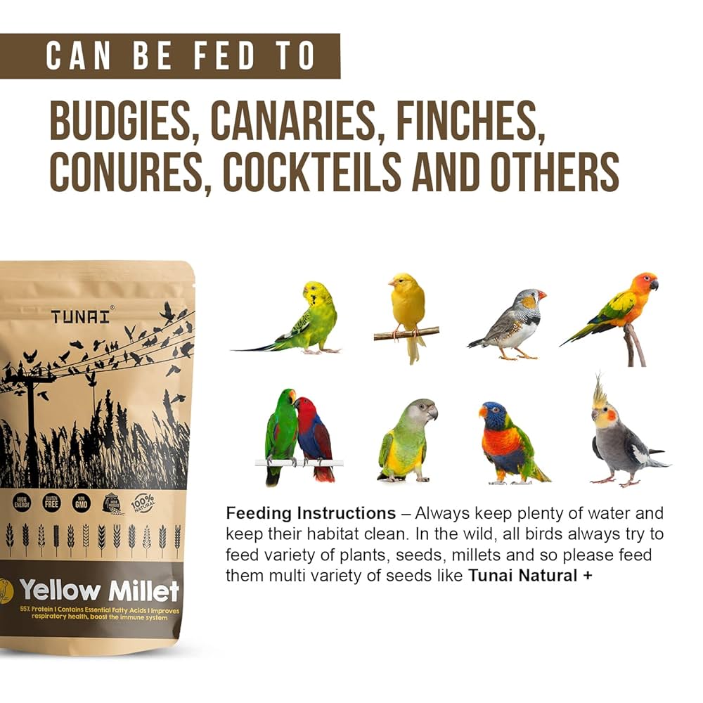 What Can I Feed to Wild Birds