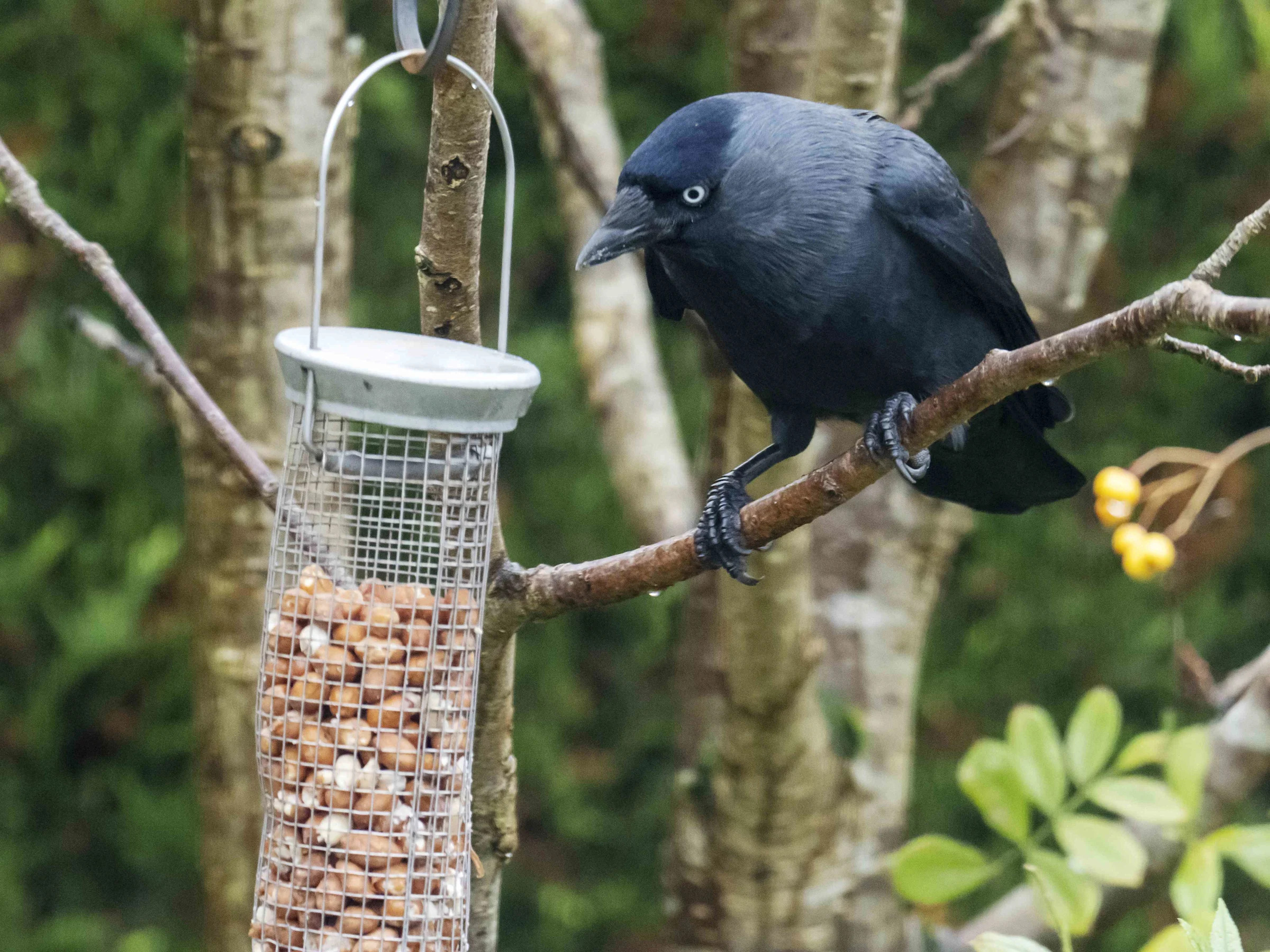 What Can Keep Crows Away from Bird Feeder