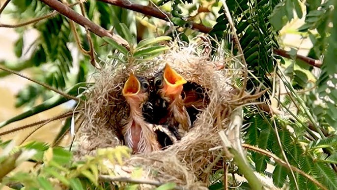 What Can Tou Feed a Baby Bird