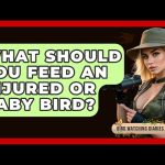 What Can You Feed an Injured Baby Bird