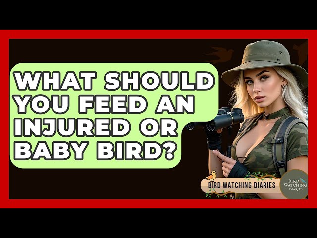 What Can You Feed an Injured Baby Bird