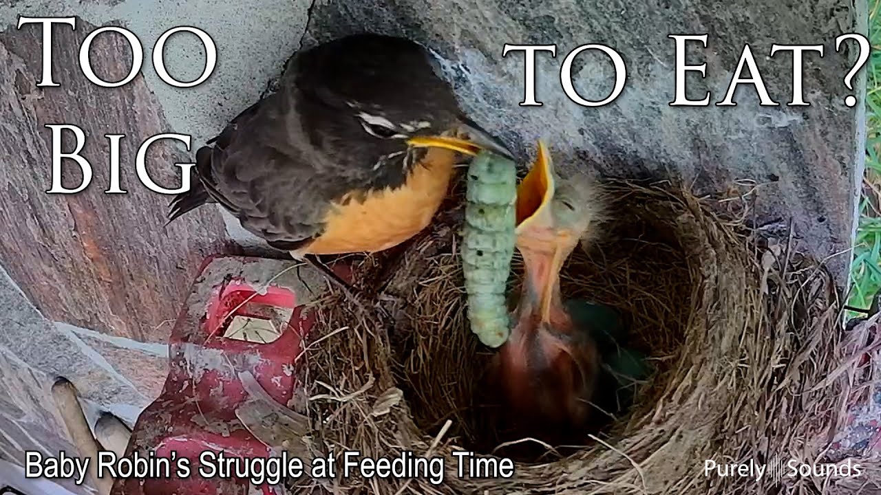 What Can You Feed Baby Robin Birds