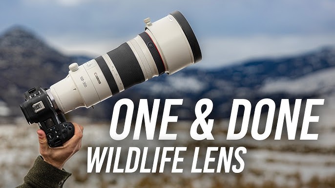 What Canon Lens for Bird Photography