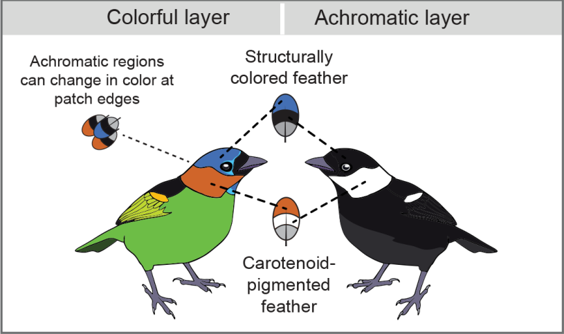 What Cause a Bird Species Feathers to Chnage Colors