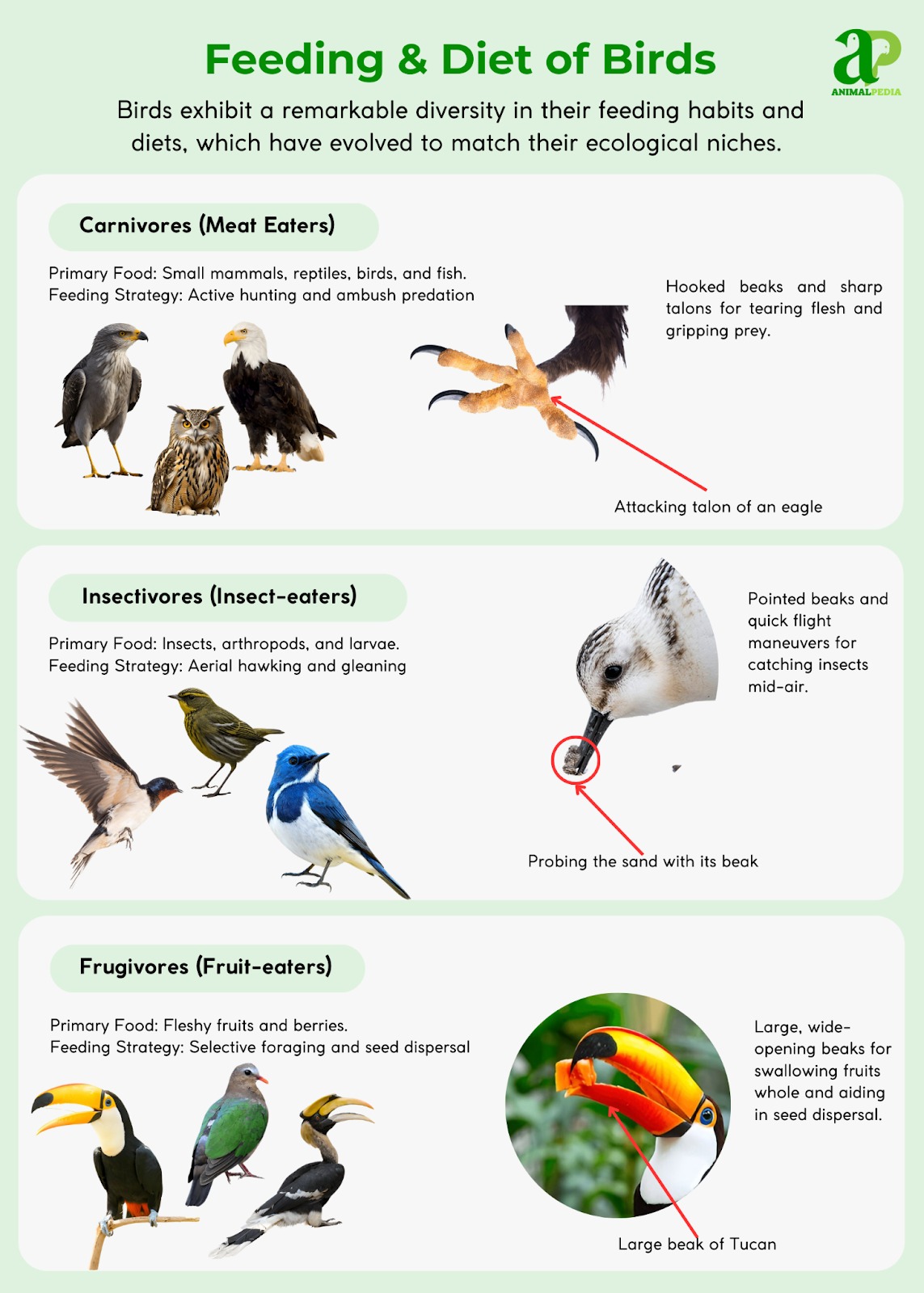 What Do Birds Need in a Habitat