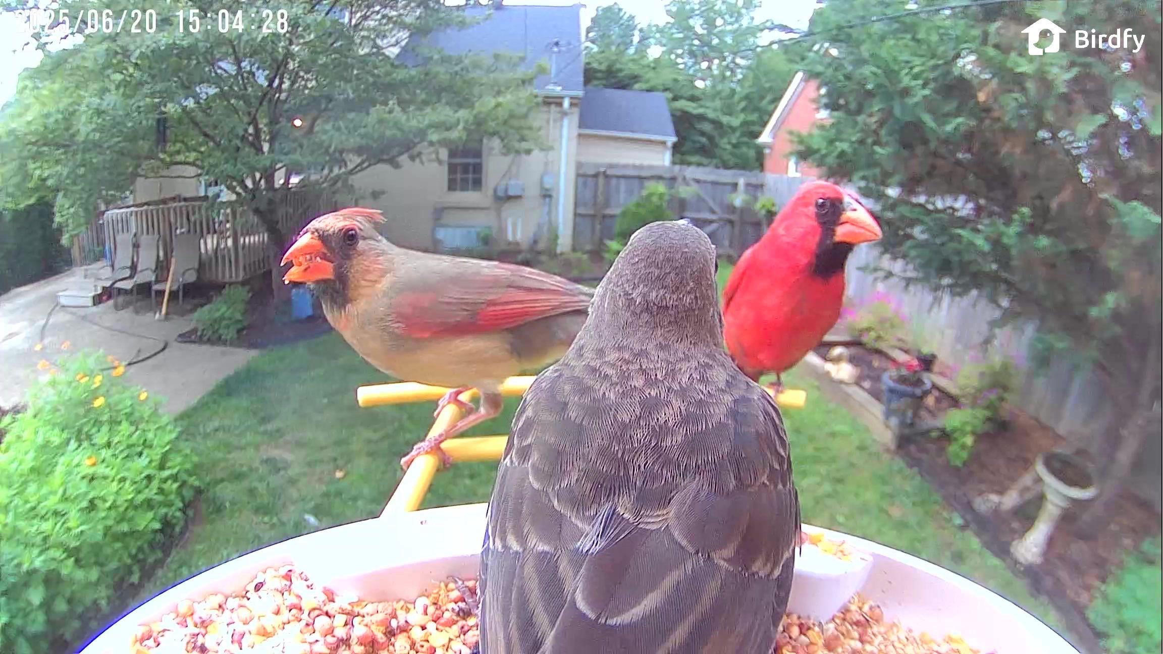What Do Cardinal Birds Feed Their Babies