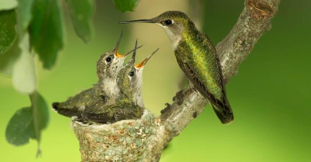 What Do Humming Birds Feed Their Young