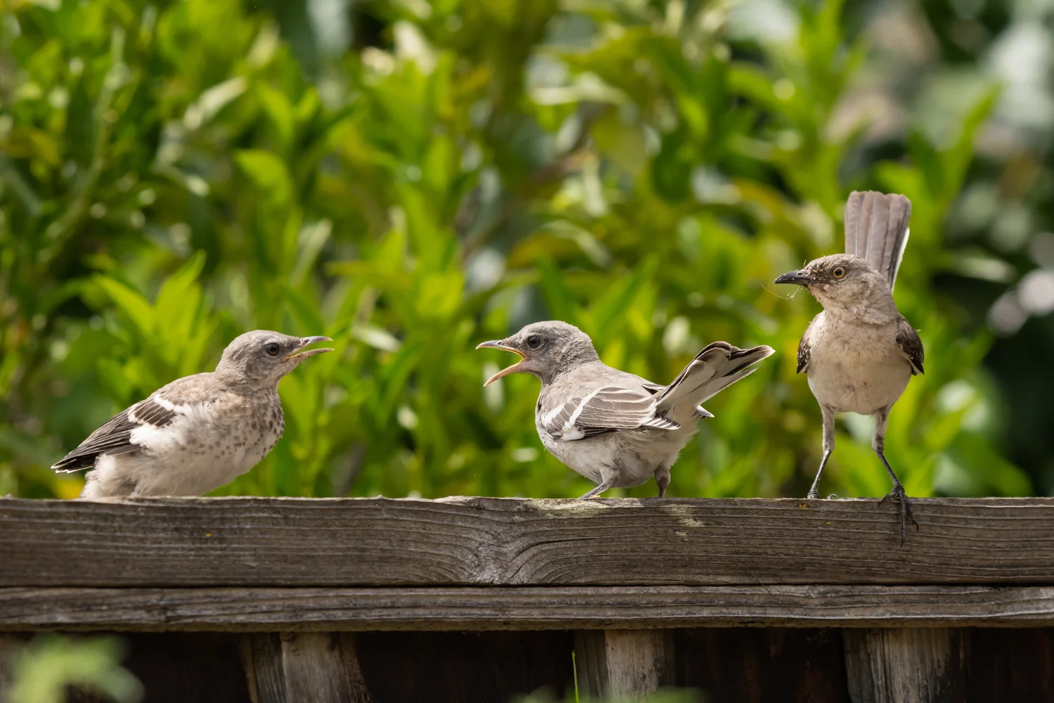 What Do Mocking Birds Feed Hatchlings