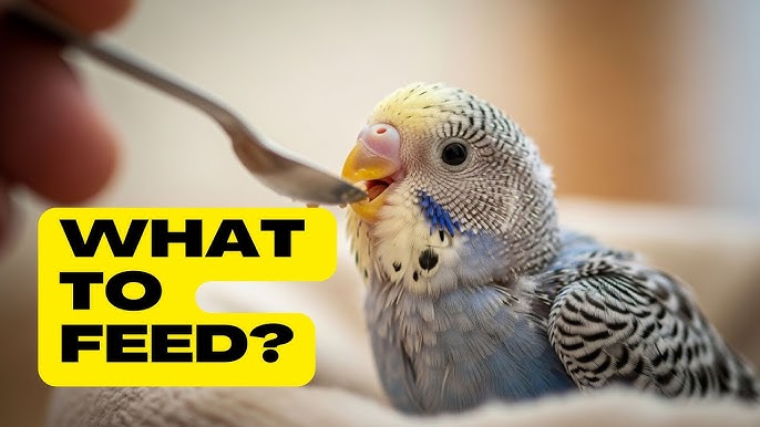 What Do Pet Baby Birds Eat