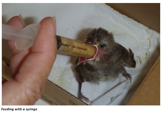 What Do We Feed Baby Birds
