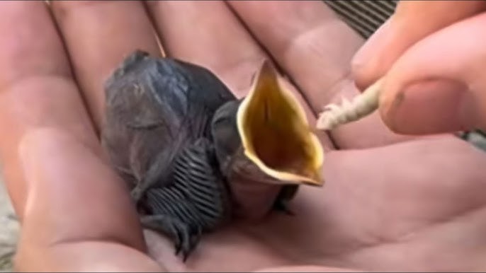 What Do You Feed a Baby Bird You Find