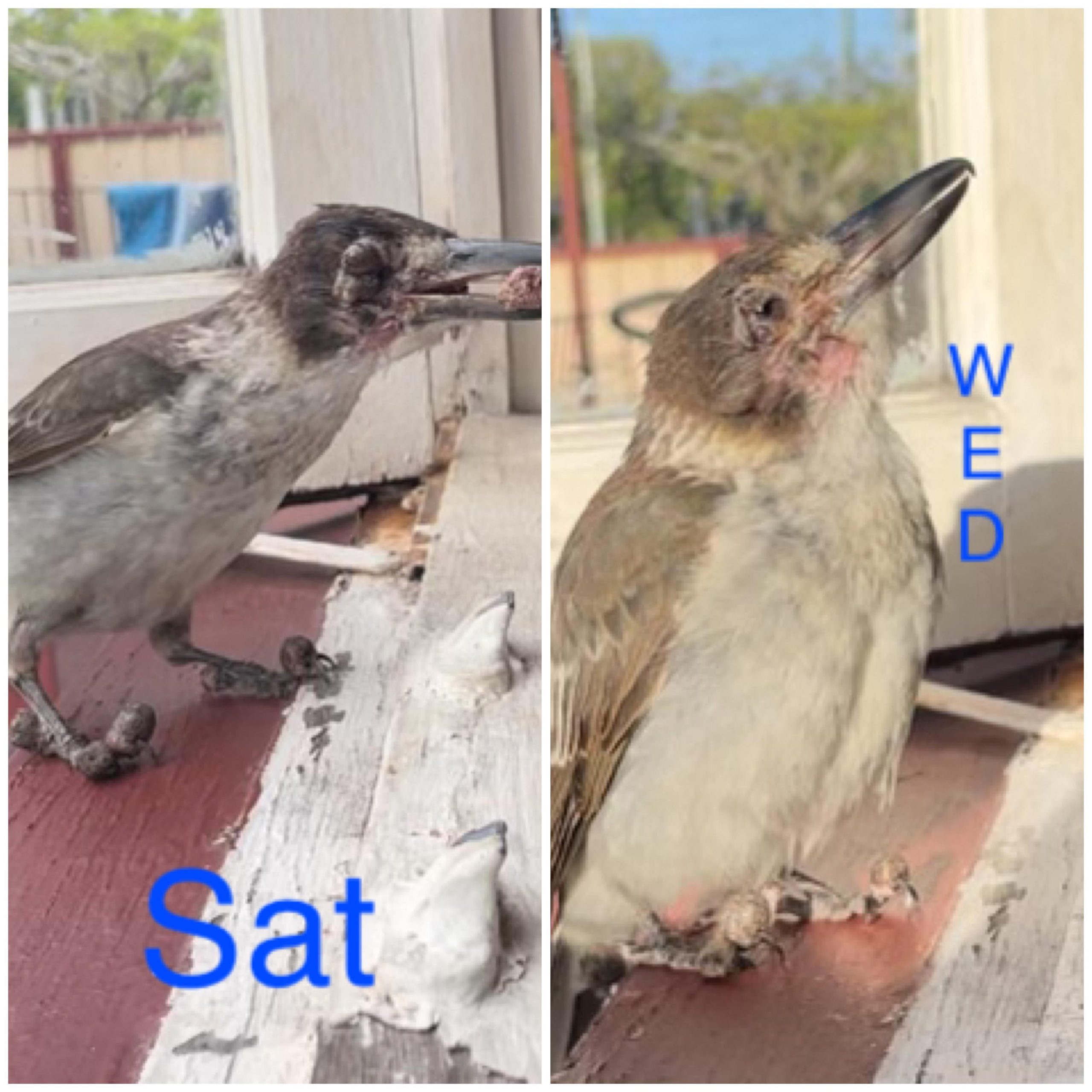 What Do You Feed a Baby Butcher Bird