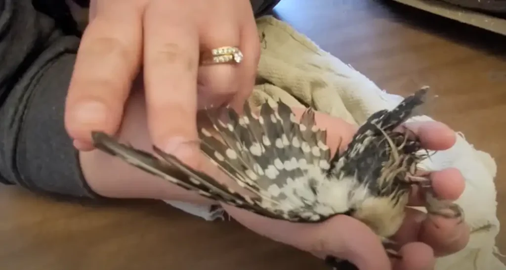What Do You Feed a Hurt Bird