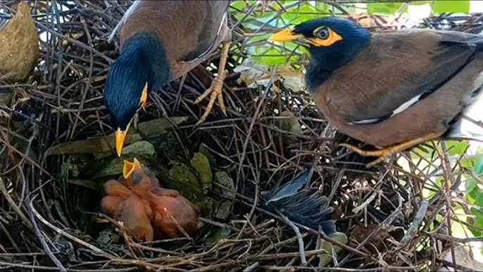 What Do You Feed Baby Minah Birds