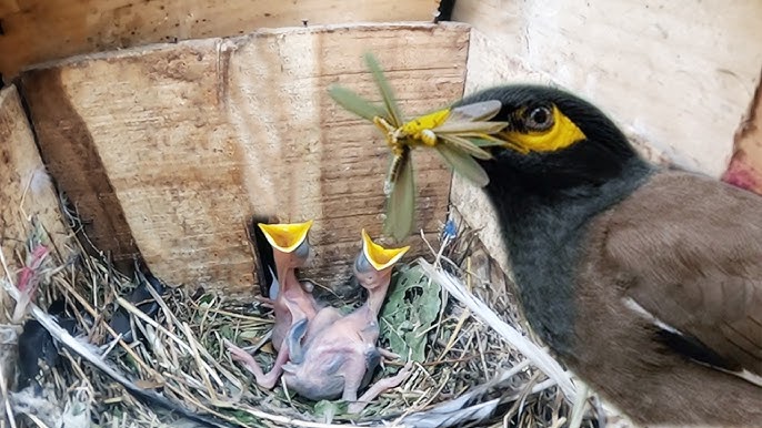 What Do You Feed Baby Minor Birds