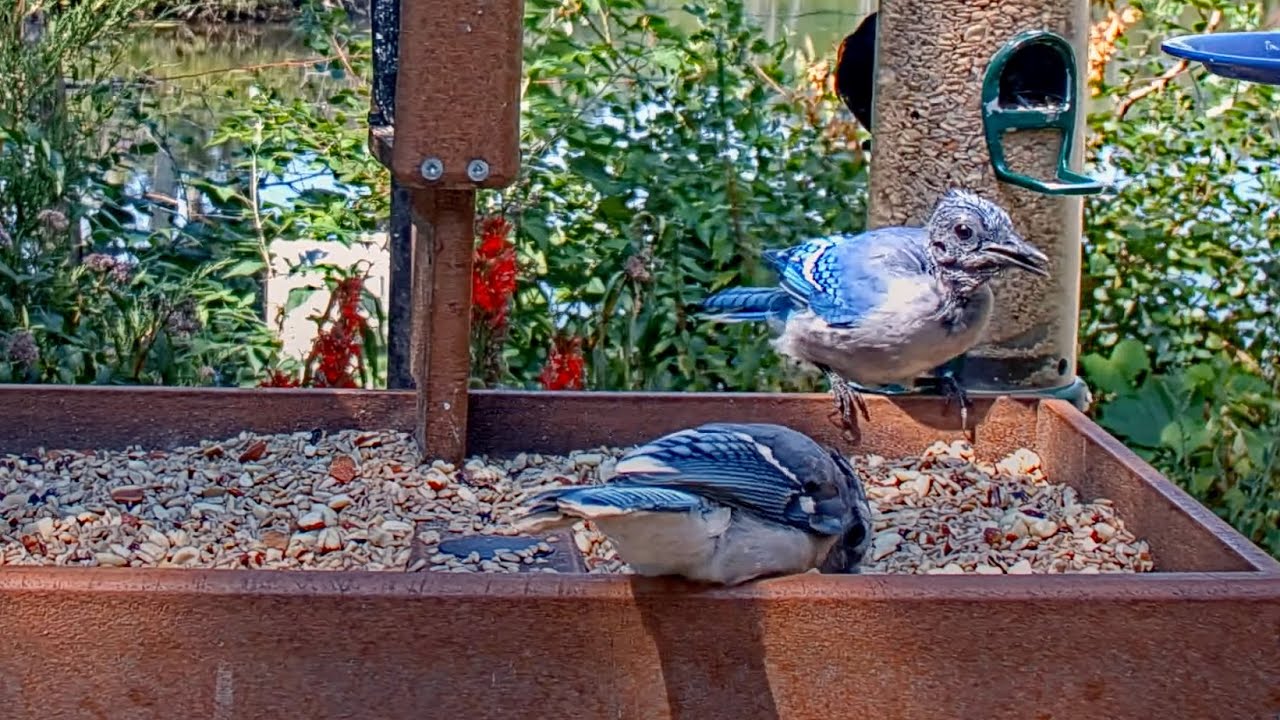 What Do You Feed Feathered Baby Blue Jay Birds