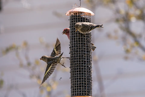 What Do You Fill a Mesh Bird Feeder With