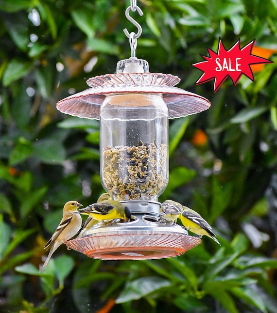 What Do You Hang a Bird Feeder on