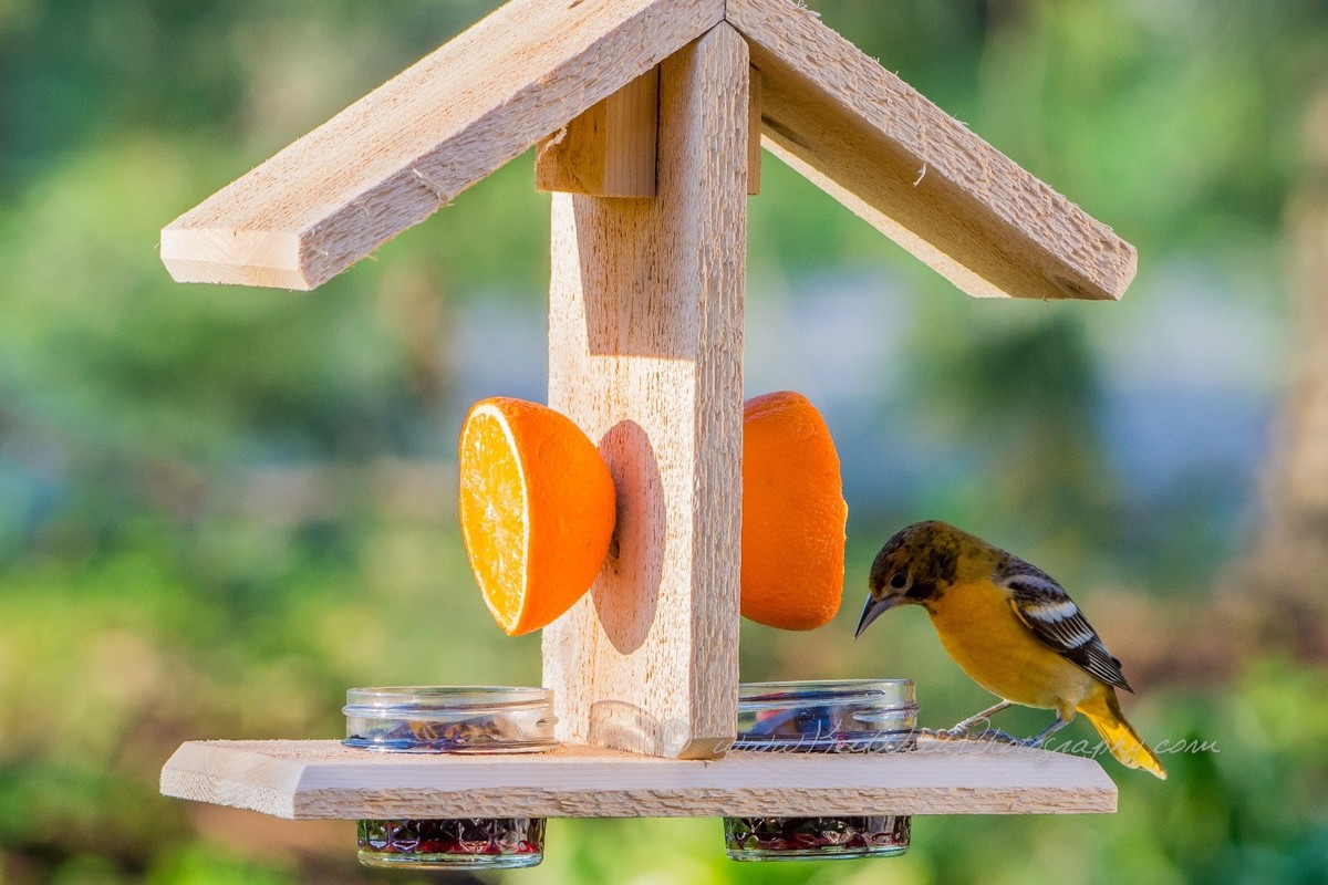 What Does an Oriole Bird Feeder Look Like