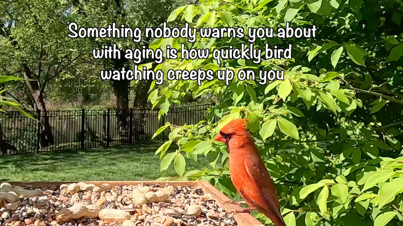 What Does It Mean of You Like Watching Birds
