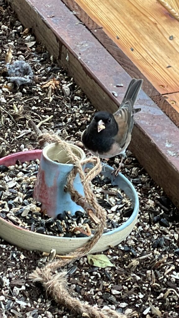What Feed Do Junco Birds Eat