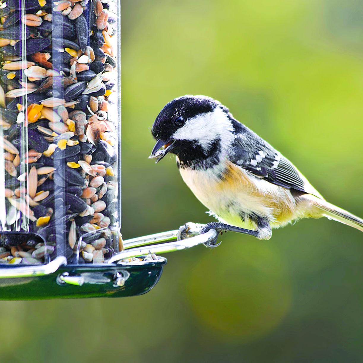 What Feed to Birds in the Northwest Like