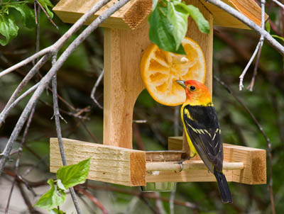 What Fruit to Feed Birds