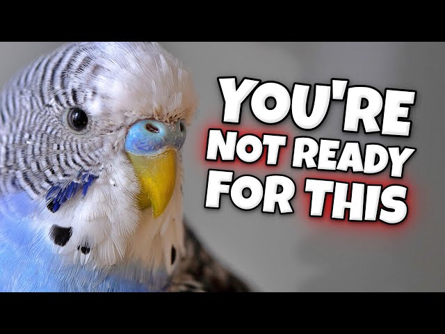 What Happens If You Let Pet Birds Go