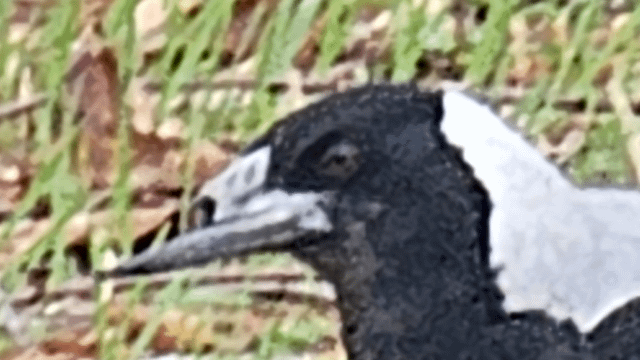 What Happens When You Feed Birds White Bread