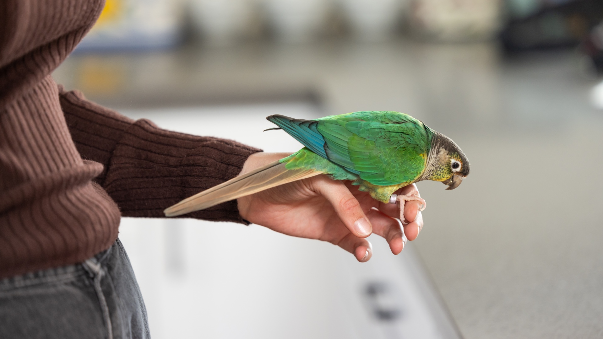 What Human Behavior Do Birds Find Reassuring