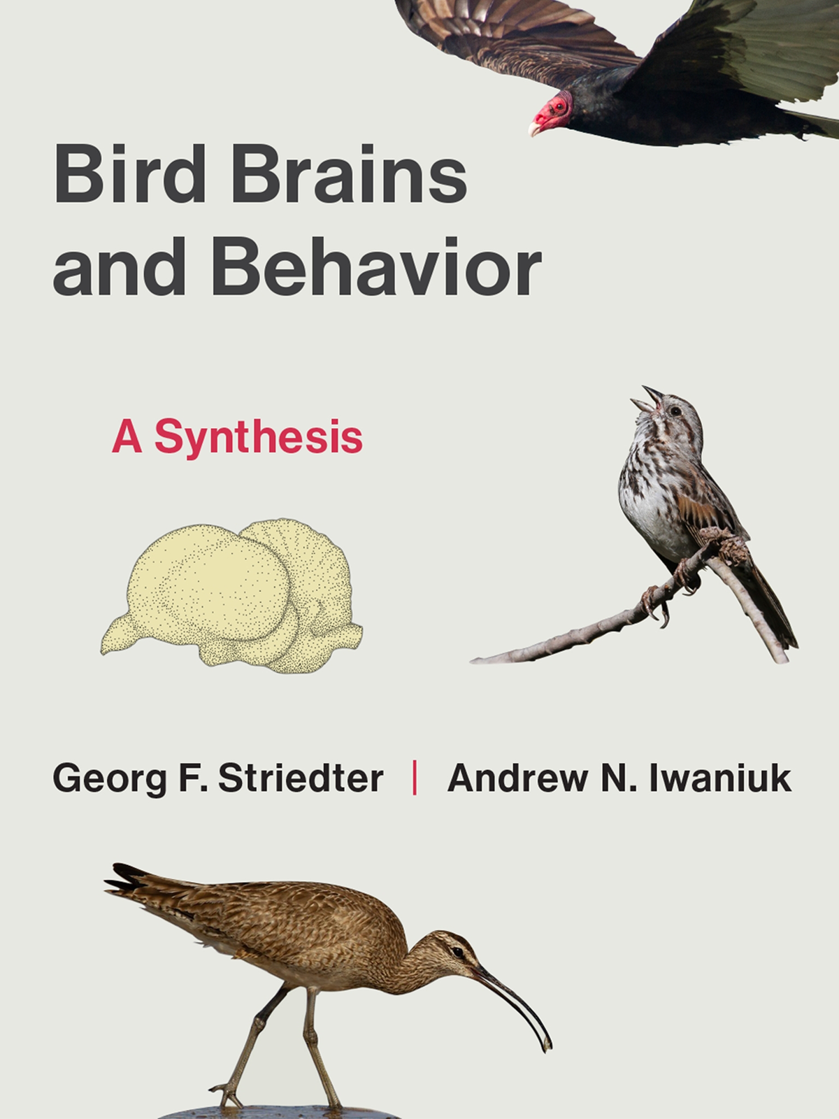 What is a Behavioral Adaption in Birds
