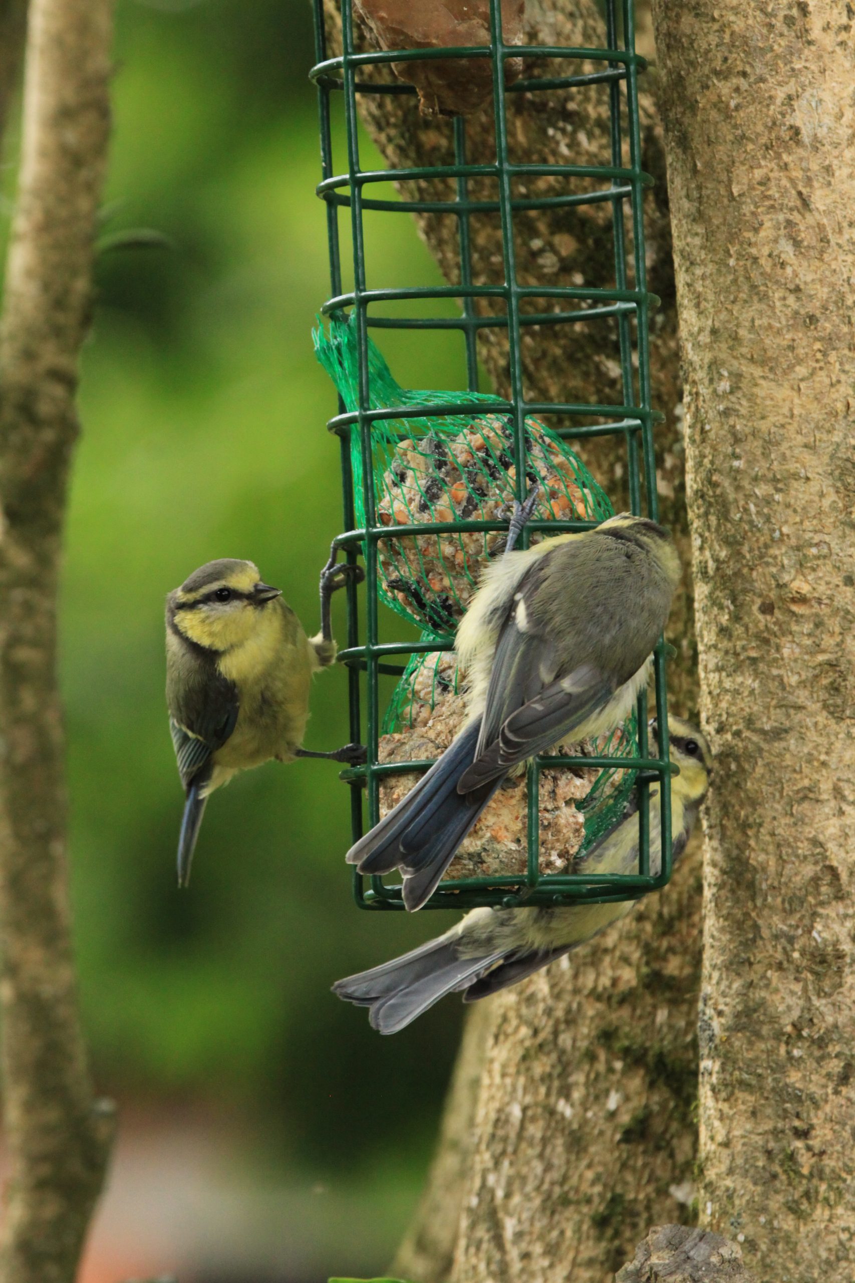 What is a Bird Feeder in French