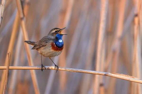 What is a Keen Bird Watcher Called