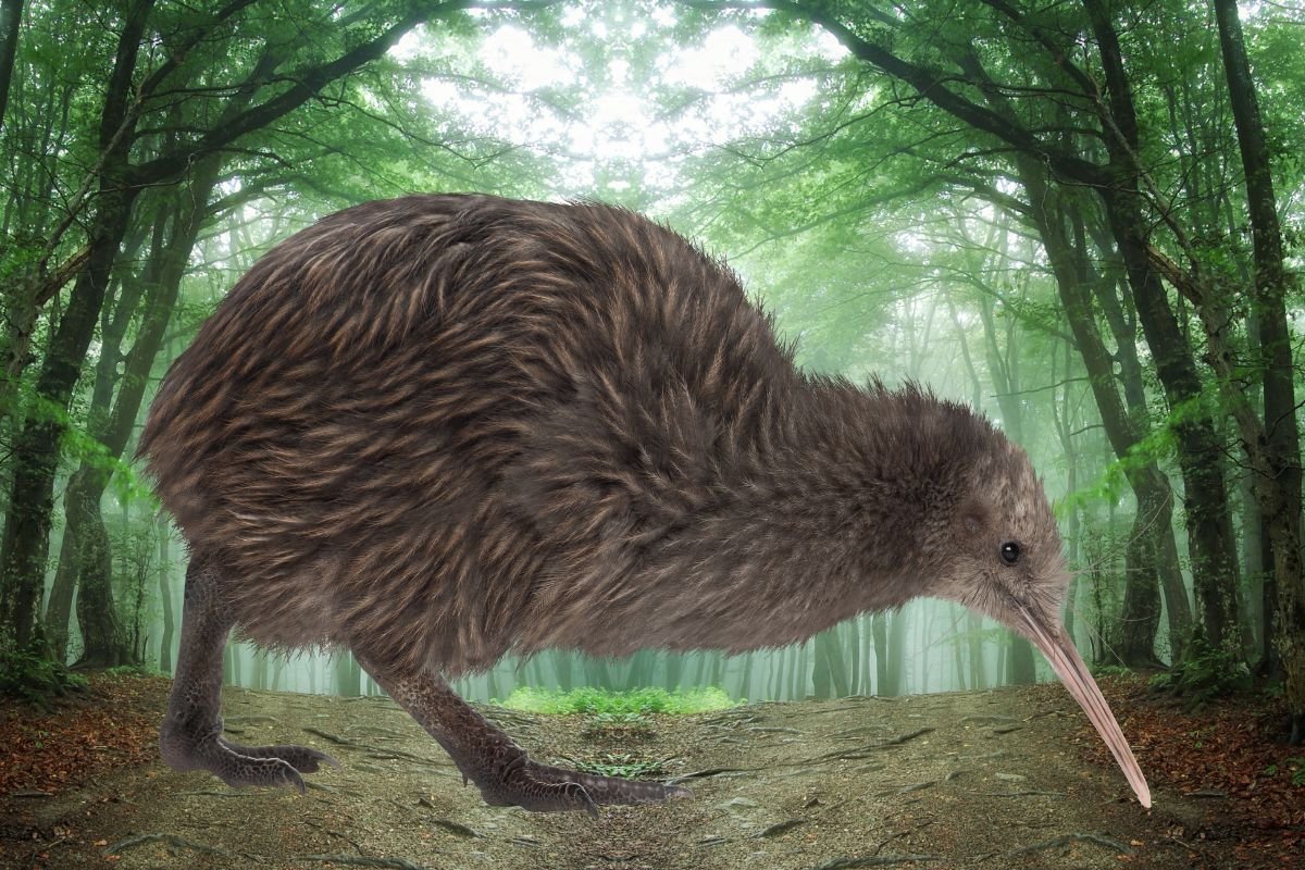 What is a Kiwi Birds Habitat