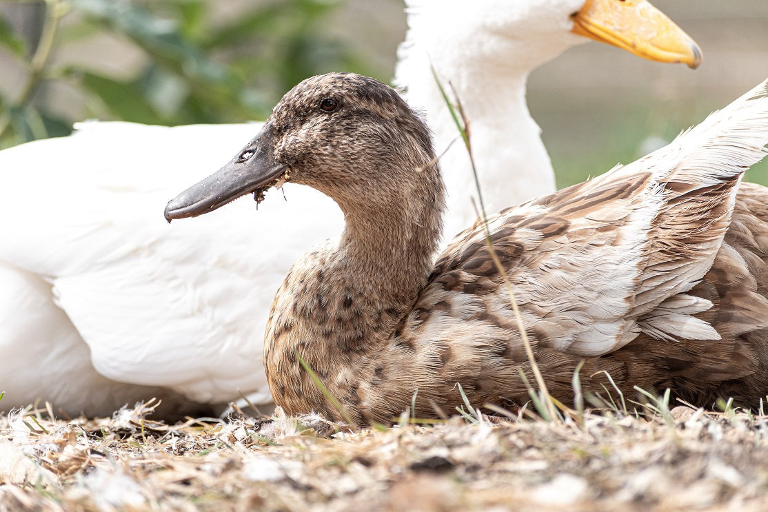 What is a Mixed Species Flock of Birds