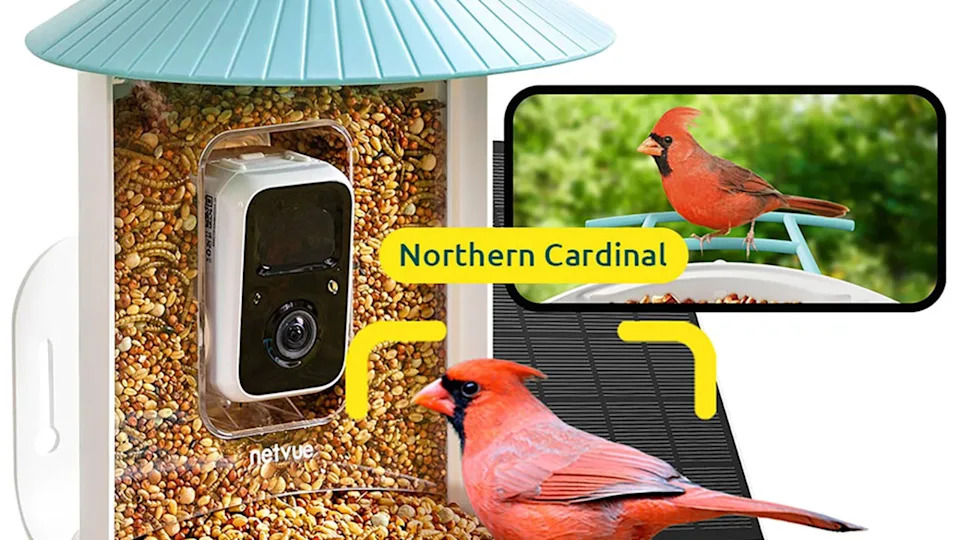 What is an Avid Bird Watcher Called