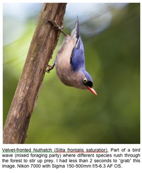 What is Bird Photography Called