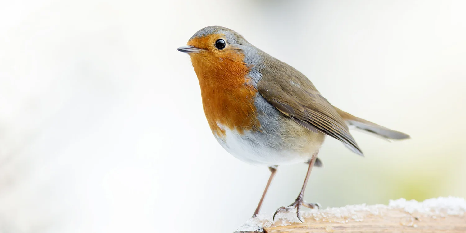 What is Bird Photography