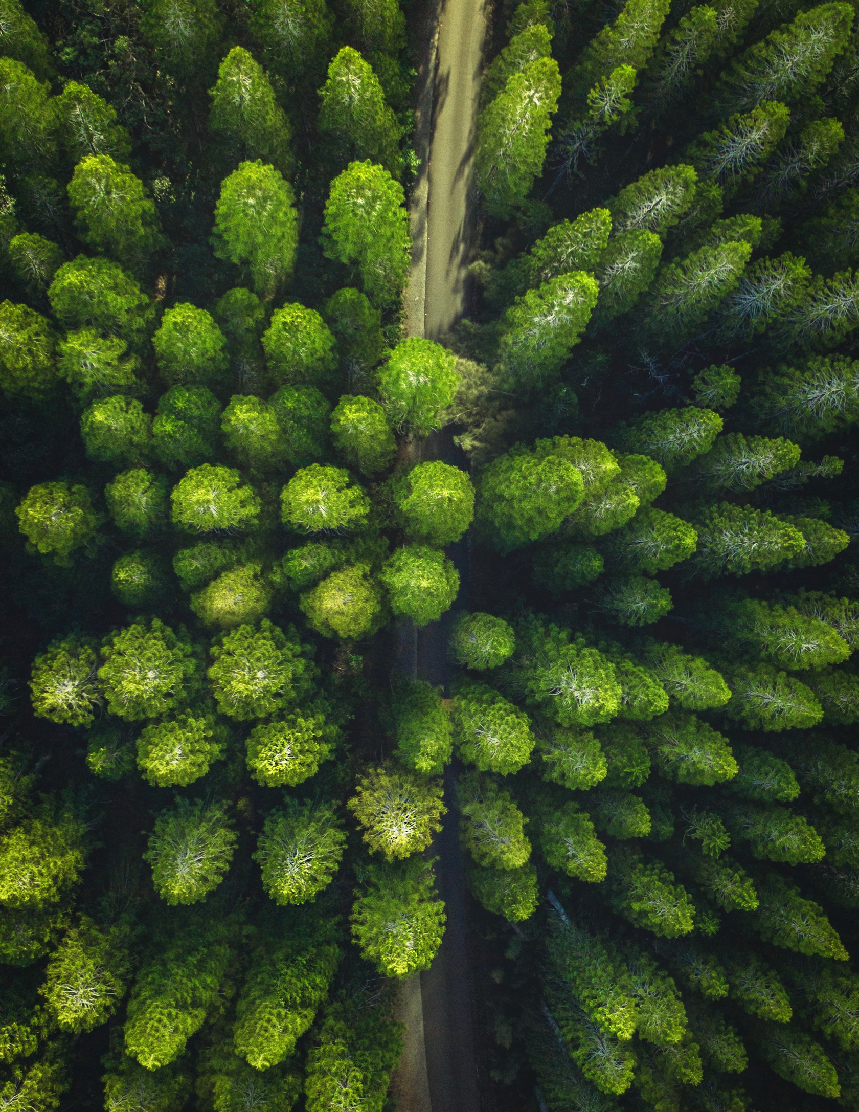 What is Bird'S Eye View in Photography