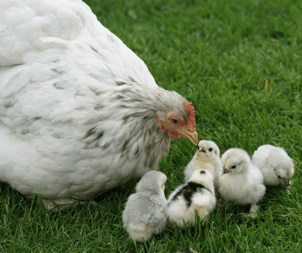 What is Broody Behavior in Birds
