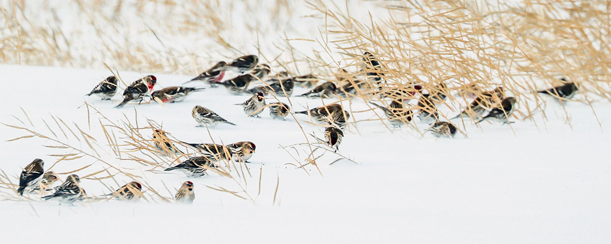What is the Appeal of Bird Watching
